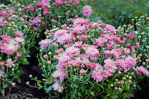 Pink chrysanthemums blooming on a flowerbed in a park close-up. Chrysanthemum bushes in a city park. Beautiful bright autumn flowers for the design of flower beds, balconies and arbors.