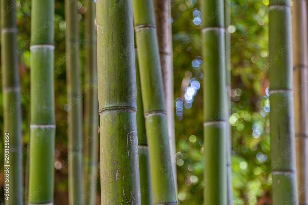 Bamboo with graffiti in Rome Italy Bamboo with graffiti in Rome Italy