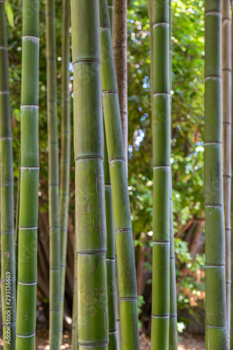 Bamboo with graffiti in Rome Italy