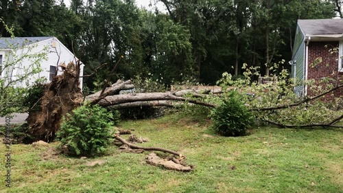 Right pan view of an uprooted tree laying on the grass on the front lawn   of a house after a storm photo