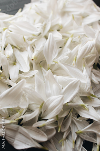 Petals of tender white flowers on dark background © Ann
