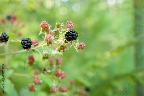 Fresh Wild Blackberries are Always Organic and So Tasty