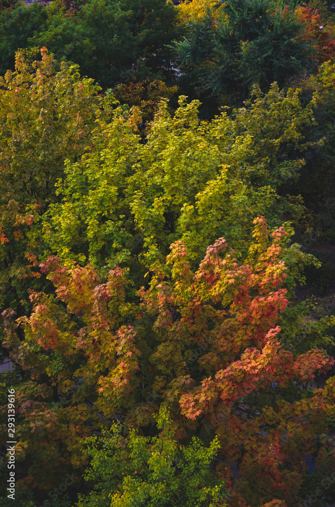 Pattern of autumn trees and foliage Pattern of autumn trees and foliage