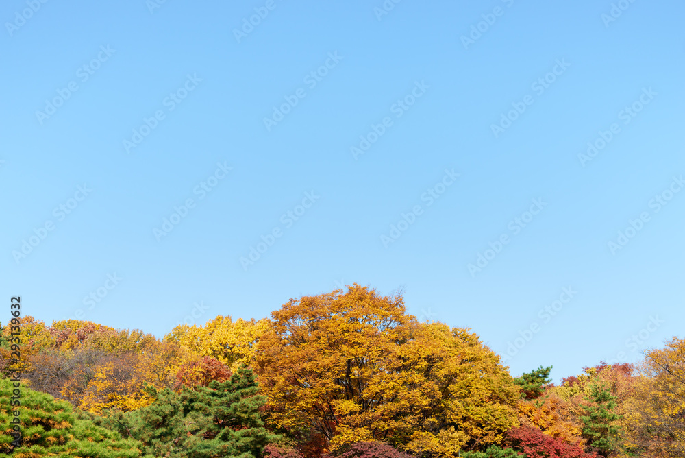 The autumn leaves on treetop with blue sky.