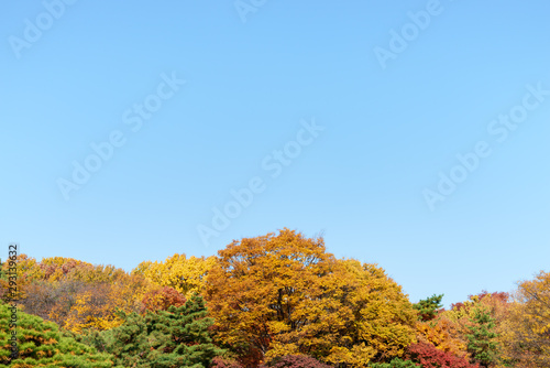 The autumn leaves on treetop with blue sky.