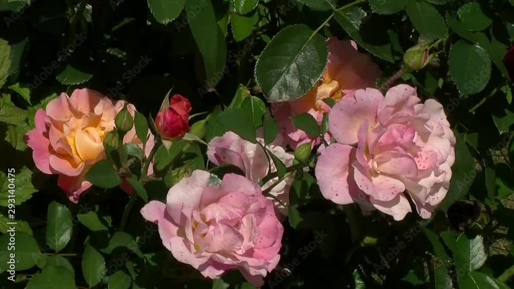 Lachsfarbene und rosa Rosen bewegen sich im Wind Lachsfarbene und rosa Rosen bewegen sich im Wind