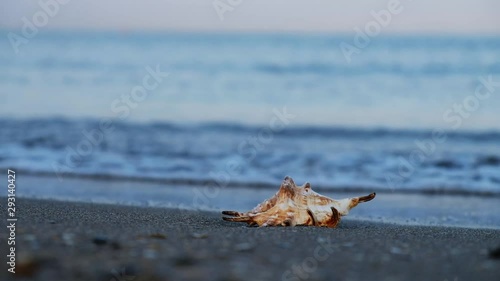 Starfish lies on the wet sand of the sea shore against the background of the sea surf. Marine theme
