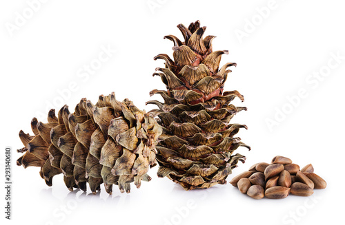 Cedar cones and nuts isolated on white background.