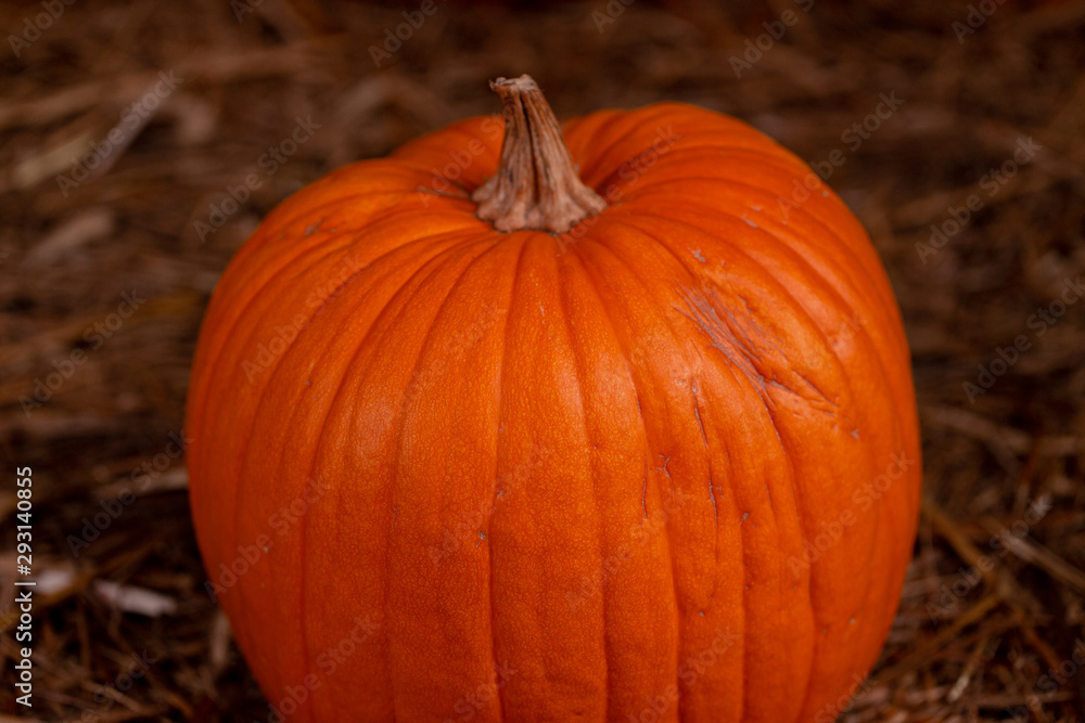 Big orange fresh pumpkin on hay. Thanksgiving day concept with copy space for text