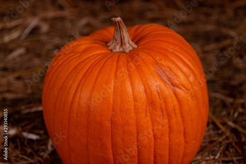 Big orange fresh pumpkin on hay. Thanksgiving day concept with copy space for text