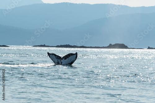 whale watching in Alaska © Lindy Martin