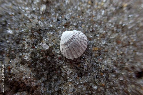  little white shell lying on the clear fine sand of the beach on a sunny warm summer day