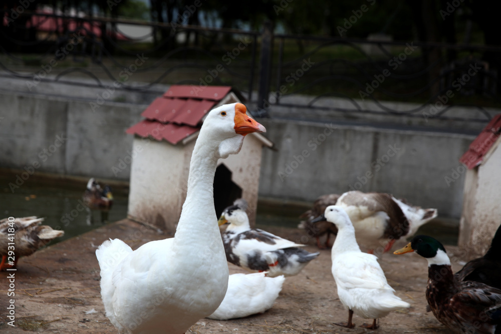 Obraz premium Waterfowl geese and ducks on the shore near the water.