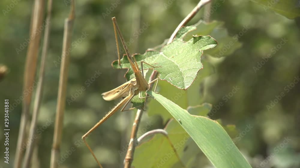 Macro View from head, Insect Leptysma marginicollis slender locust. Cattail toothpick grasshopper or slender locust, pointed head and flattened, sword-shaped antennae Macro View from head, Insect Leptysma marginicollis slender locust. Cattail toothpick grasshopper or slender locust, pointed head and flattened, sword-shaped antennae
