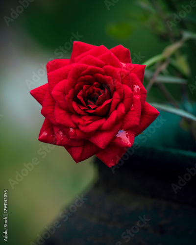 rose in garden