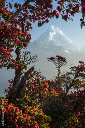Snow-capped peak framed by red flowers