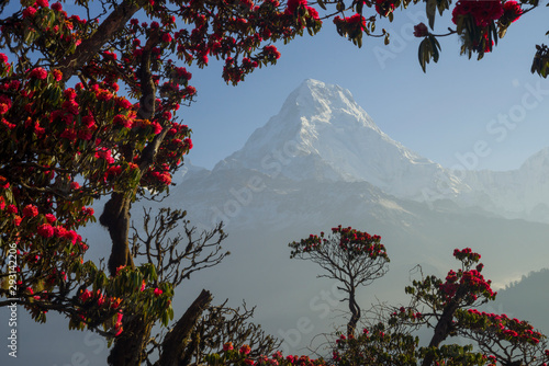 Himalayas mountains during rhododendrons blossom