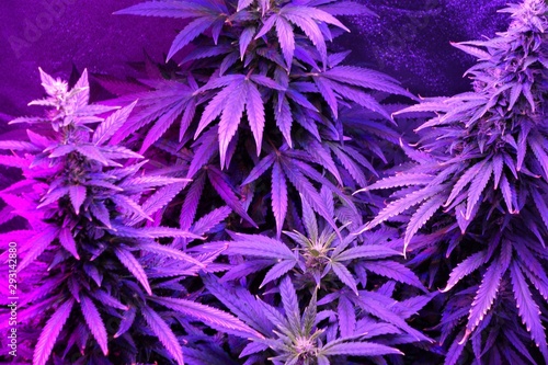 Marijuana plants color leaf cola buds cannabis sativa