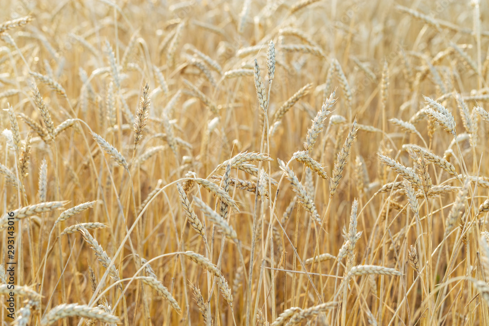 Ripe wheat grows on an agricultural field. Autumn harvest of grain crops. Rural scenery. Selective focus. Ripe wheat grows on an agricultural field. Autumn harvest of grain crops. Rural scenery. Selective focus.