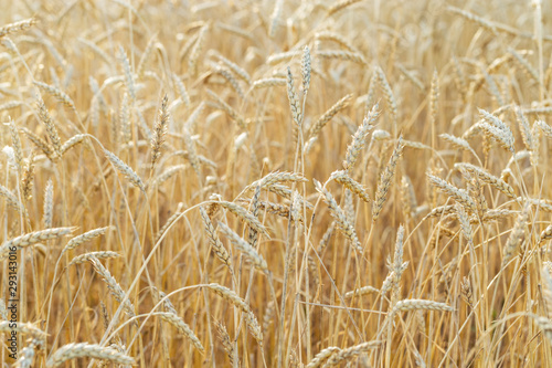 Ripe wheat grows on an agricultural field. Autumn harvest of grain crops. Rural scenery. Selective focus.