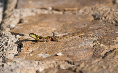 Green Sand Lizard Recreates On Stones In The Warm Sun