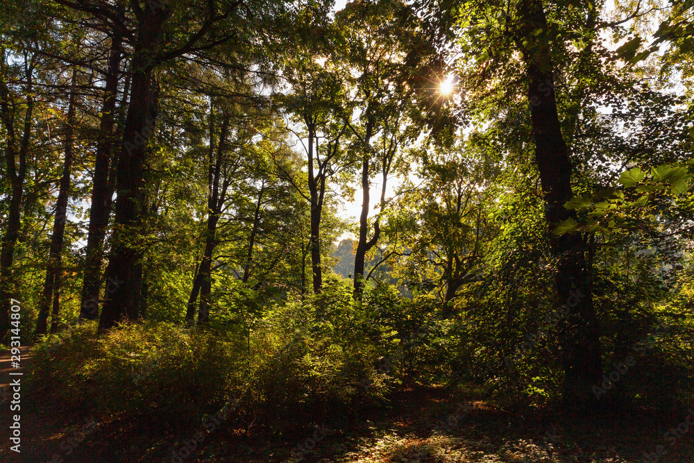 Obraz premium rays of sun in the forest