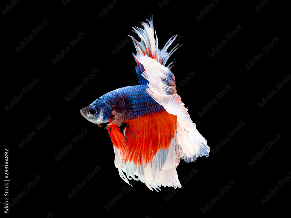 Action and movement of Thai fighting fish on a black background Action and movement of Thai fighting fish on a black background