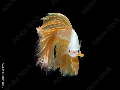 Action and movement of Thai fighting fish on a black background