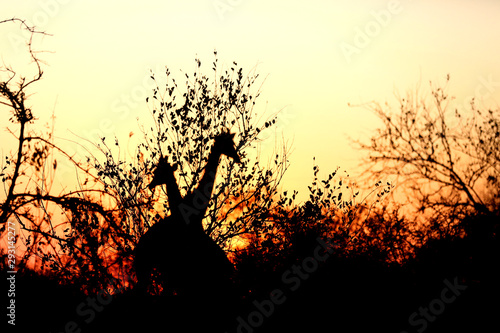Giraffe Sunset Silhouette