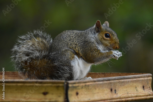 Squirrel feeding