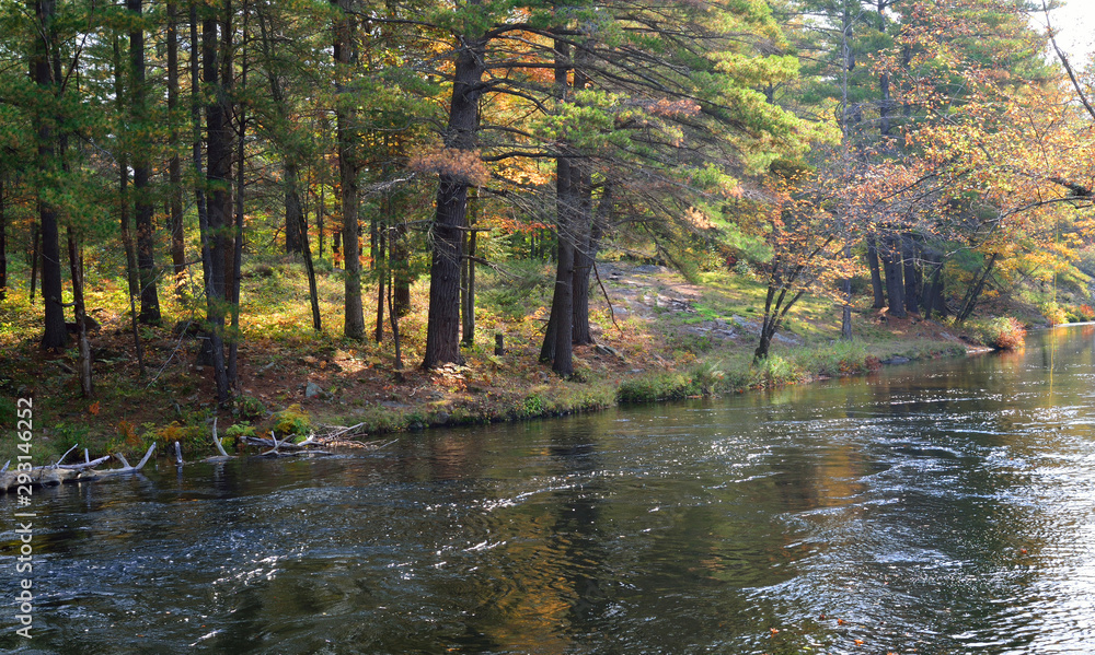 Fototapeta premium fallen pine tree in an autumn stream