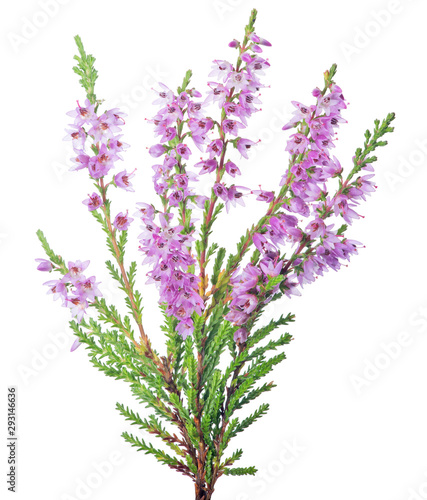 blossoming fine pink heather branch closeup