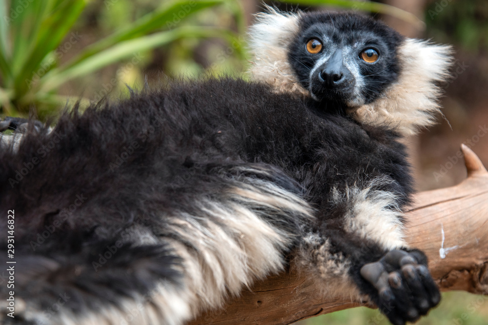 Naklejka premium Lemur