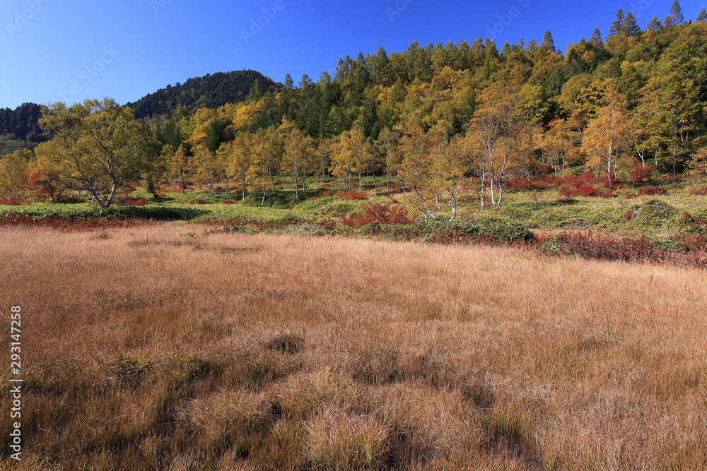 ススキに覆われた秋の高原