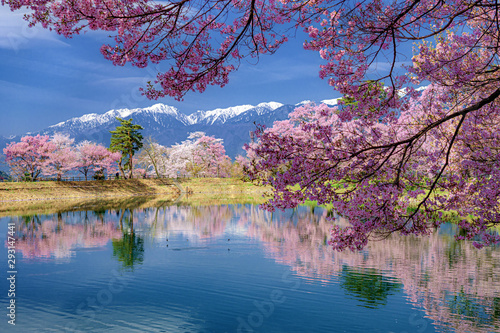 長野県・伊那市 春の六道の堤と残雪の中央アルプスの風景