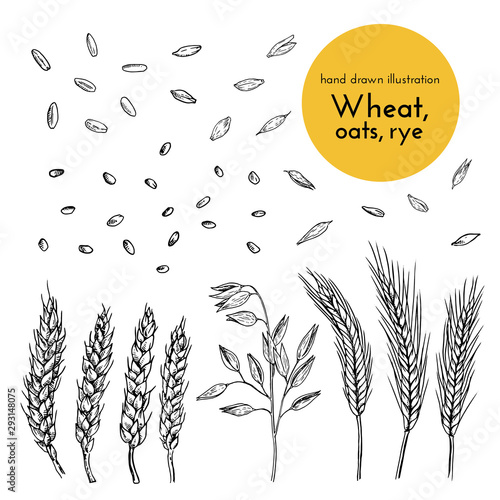 set of hand drawn illustrations of wheat, oats, rye. sketches for the design of cafes, restaurants, food packages. bread collection