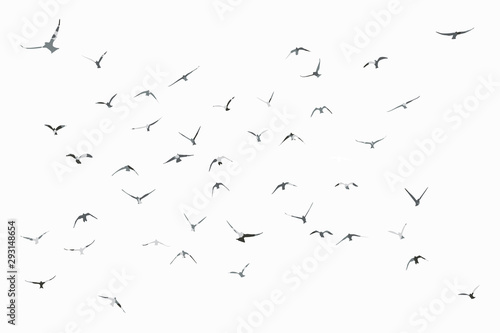 silhouette of a flock of flying birds © estherpoon