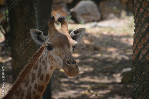 Funny Animal Giraffe © Marco