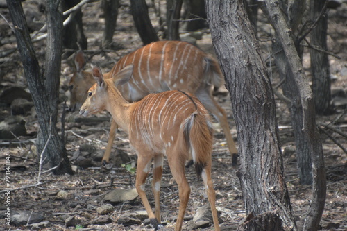 Antilope / Antelope