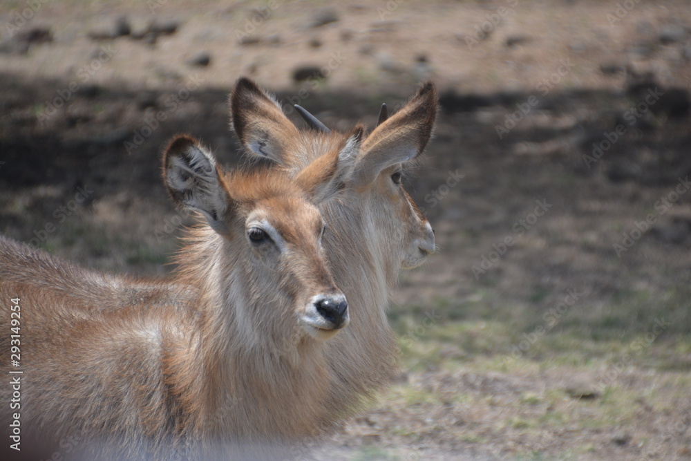 Antilope / Antelope