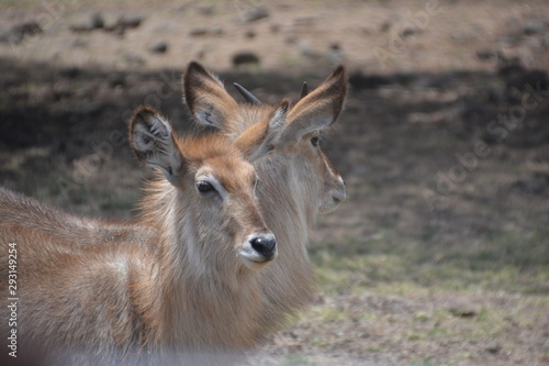 Fototapeta Naklejka Na Ścianę i Meble -  Antilope / Antelope