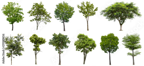 Collection Beautiful Trees Isolated on white background   Suitable for use in architectural design and decoration work. 