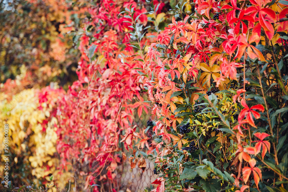 Beautiful colorful landscape with red autumn leaves on the fence at sunny weather. Autumn leaves natural background. Autumn season concept