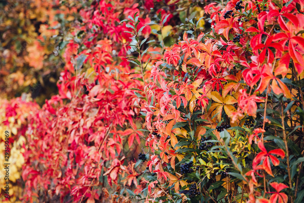 Beautiful colorful landscape with red autumn leaves on the fence at sunny weather. Autumn leaves natural background. Autumn season concept Beautiful colorful landscape with red autumn leaves on the fence at sunny weather. Autumn leaves natural background. Autumn season concept