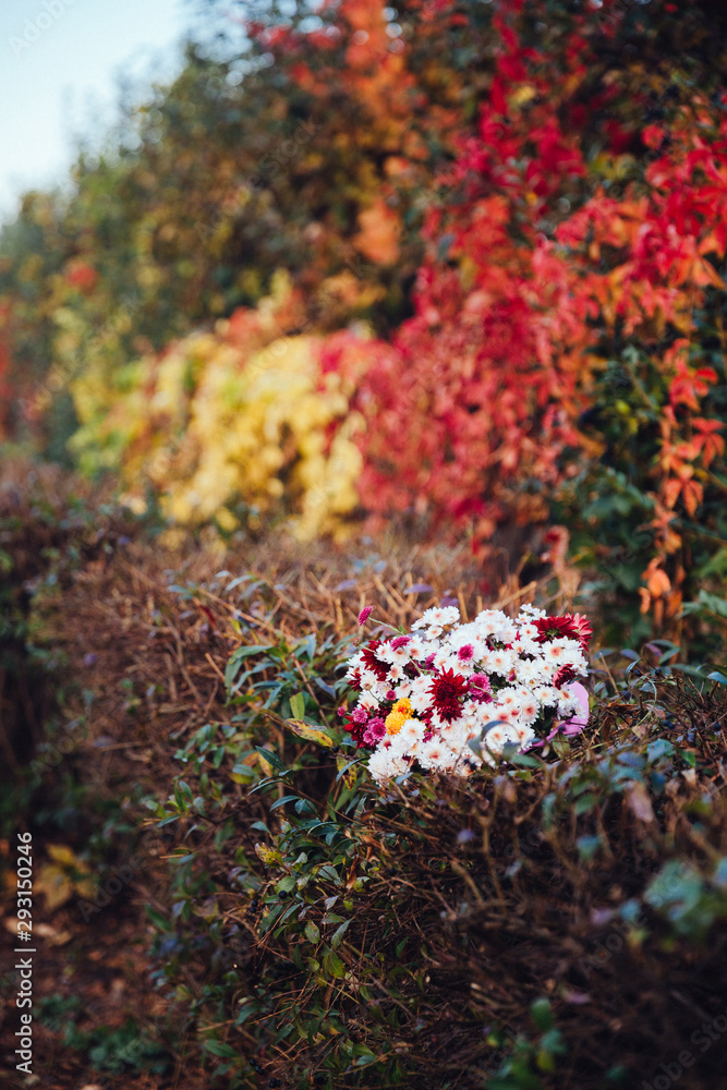 Beautiful colorful landscape with red autumn flowers and leaves at sunny weather. Autumn leaves natural background. Autumn season concept Beautiful colorful landscape with red autumn flowers and leaves at sunny weather. Autumn leaves natural background. Autumn season concept