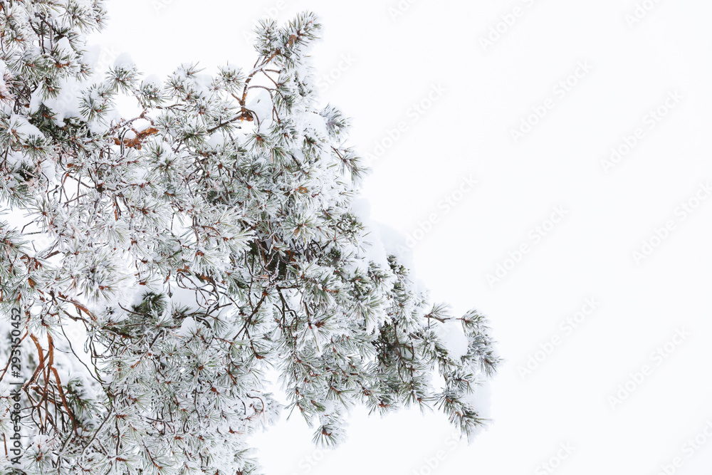 Pine tree branches covered with snow