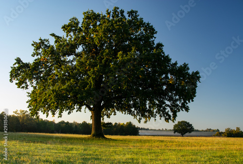 tree in sunnset in bavaria blue sky in autumn photo