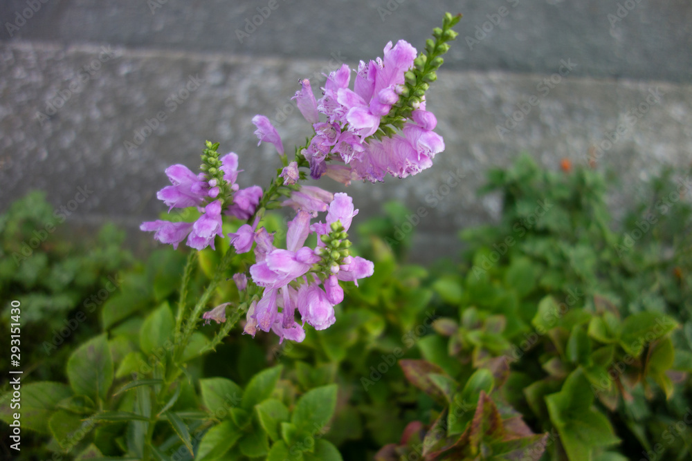 Obraz premium 紫の花虎の尾の花