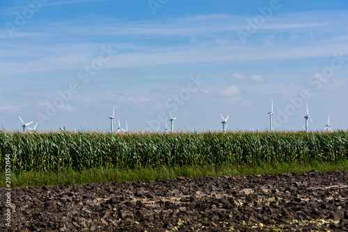 Maisanbau im Karolinenkoog in Dithmarschen photo