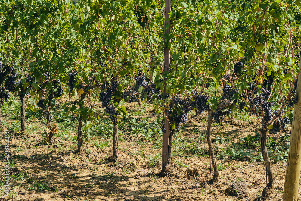 grape and vine vinegrape of sangiovese under sunlight in tuscany italy autumn summer 